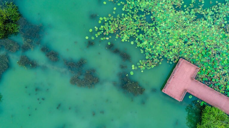 Linces pool - How to Get Rid of Algae in Your Pool Fast (Step-by-Step Guide for South Florida Pools)