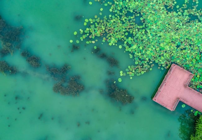 Linces pool - How to Get Rid of Algae in Your Pool Fast (Step-by-Step Guide for South Florida Pools)